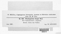 Brachysporium crepini image